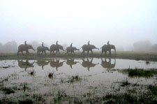 Garden Route Elephant Encounters - in The Crags (Plettenberg Bay) from R325 pp | Garden Route and Little Karoo Safari Lodge